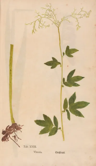 Ectypa Vegetabilium Pl 023
