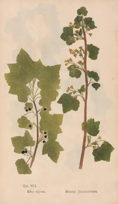 Ectypa Vegetabilium Pl 091
