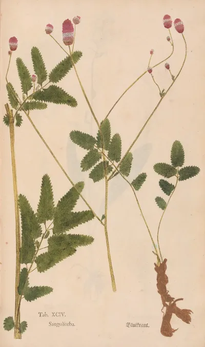 Ectypa Vegetabilium Pl 094
