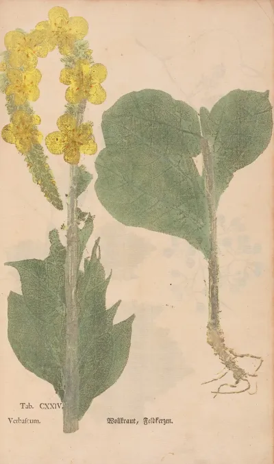 Ectypa Vegetabilium Pl 124