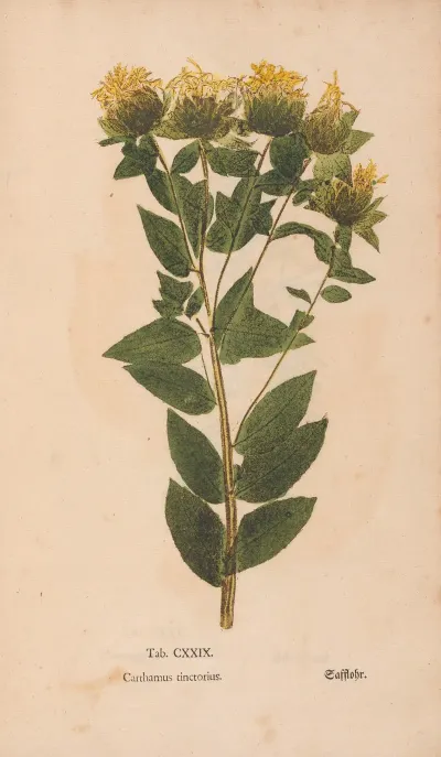 Ectypa Vegetabilium Pl 129