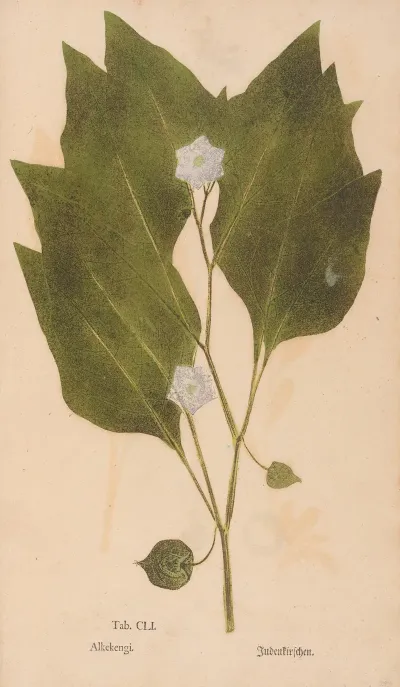 Ectypa Vegetabilium Pl 151