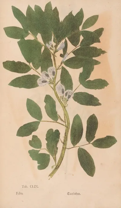 Ectypa Vegetabilium Pl 159