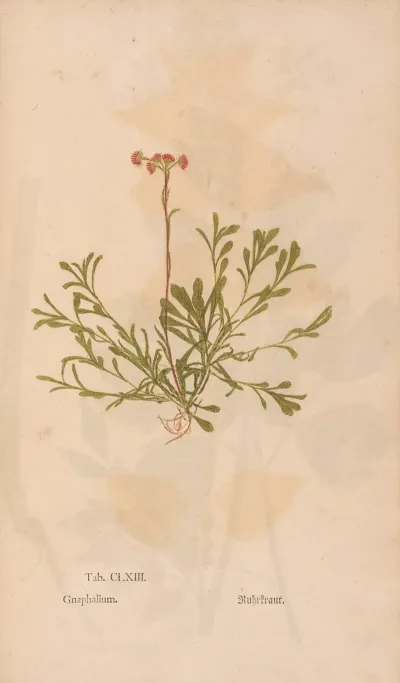Ectypa Vegetabilium Pl 163