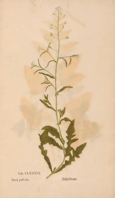 Ectypa Vegetabilium Pl 186