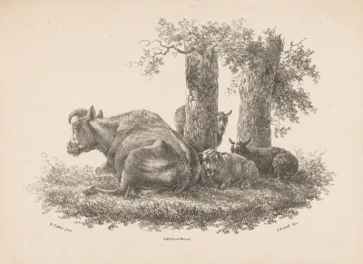 Een Koe En Drie Schapen