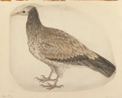 Egyptian Vulture