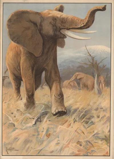 Elefant