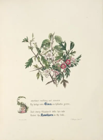 Elms And Hawthorns
