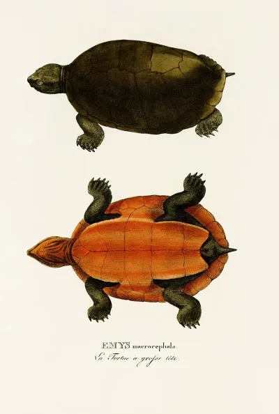 Emys Maerocephala