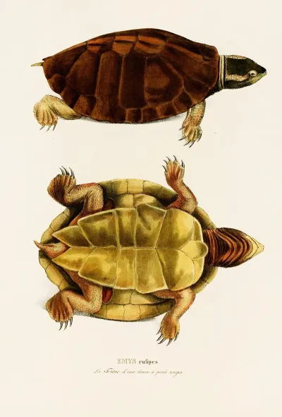 Emys Rufipes