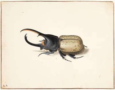 En Herkulesbille Dynastes Hercules