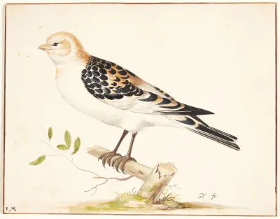 En Snespurv Plectrophenax Nivalis