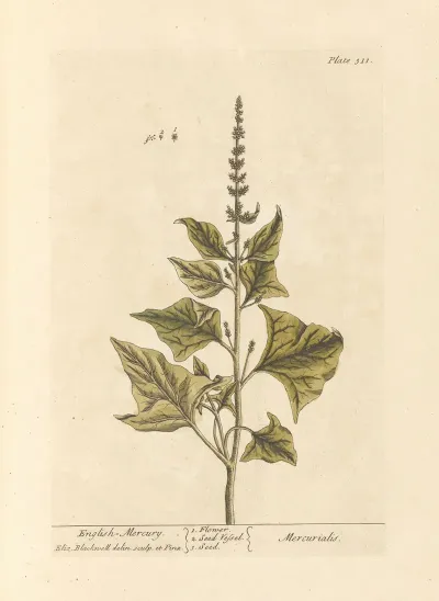 English Mercury