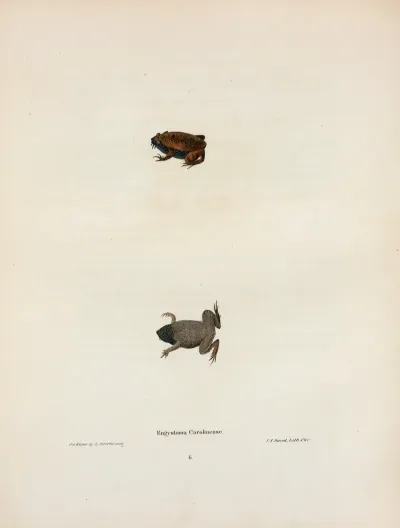 Engystoma Carolinense 2