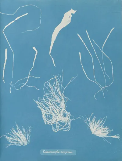 Enteromorpha Compressa