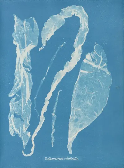 Enteromorpha Intestinalis 2
