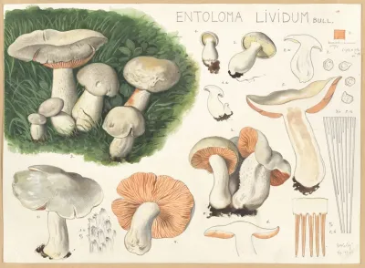 Entoloma Lividum Bull