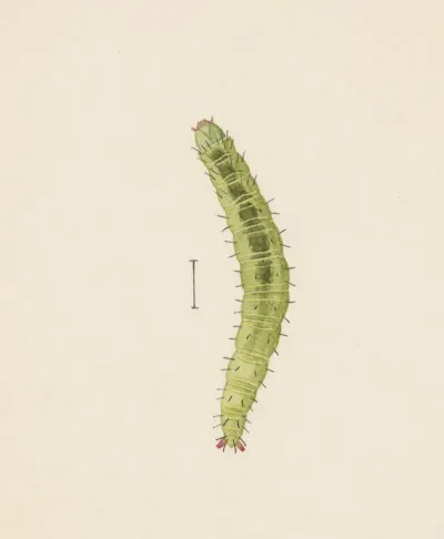 Entomology Watercolour Pl 002