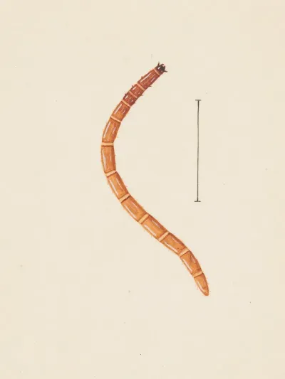 Entomology Watercolour Pl 017