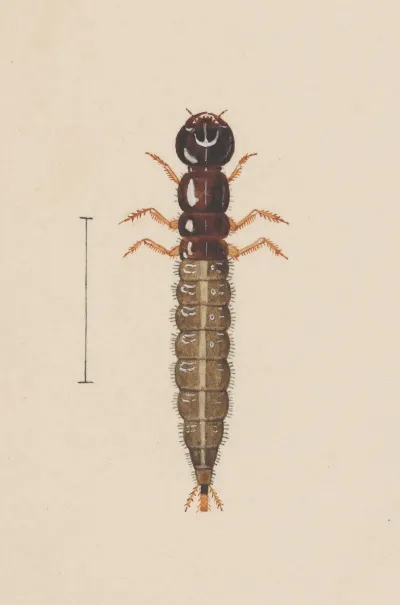 Entomology Watercolour Pl 021