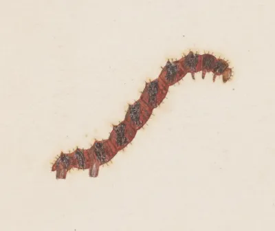 Entomology Watercolour Pl 031