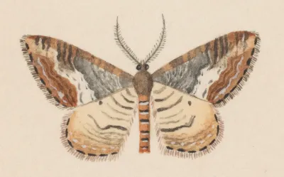 Entomology Watercolour Pl 039