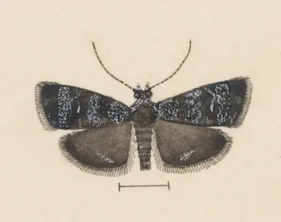 Entomology Watercolour Pl 044