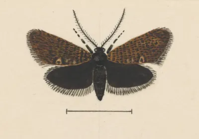 Entomology Watercolour Pl 045