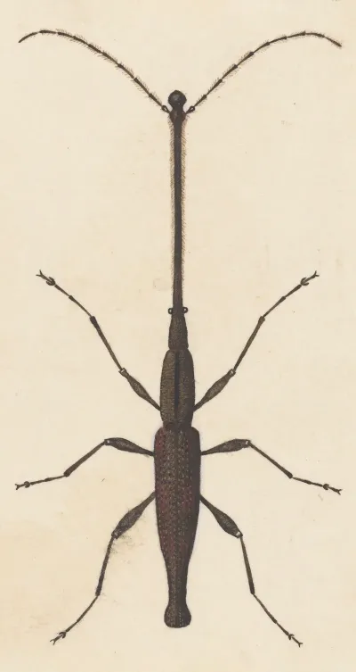 Entomology Watercolour Pl 048