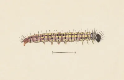 Entomology Watercolour Pl 061