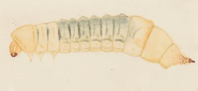 Entomology Watercolour Pl 066