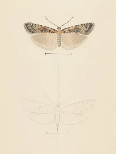 Entomology Watercolour Pl 074