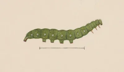 Entomology Watercolour Pl 098