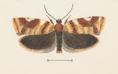 Entomology Watercolour Pl 101