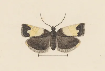 Entomology Watercolour Pl 103