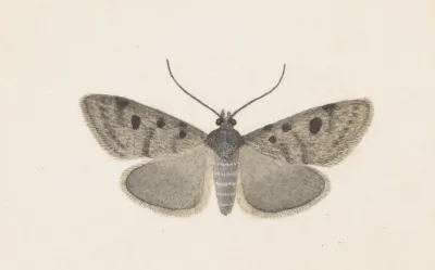 Entomology Watercolour Pl 129