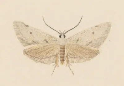 Entomology Watercolour Pl 130