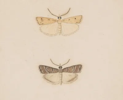 Entomology Watercolour Pl 134