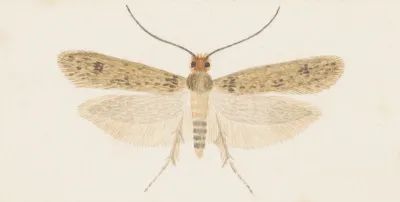 Entomology Watercolour Pl 135
