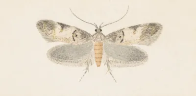 Entomology Watercolour Pl 136