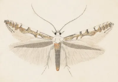 Entomology Watercolour Pl 142