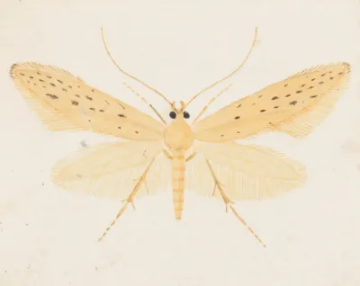 Entomology Watercolour Pl 144