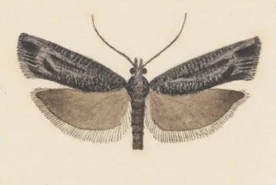 Entomology Watercolour Pl 146