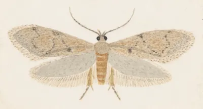 Entomology Watercolour Pl 149