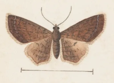 Entomology Watercolour Pl 152