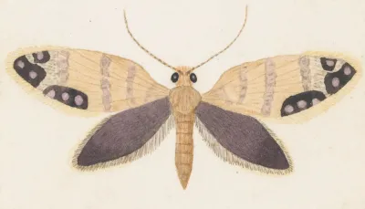 Entomology Watercolour Pl 157