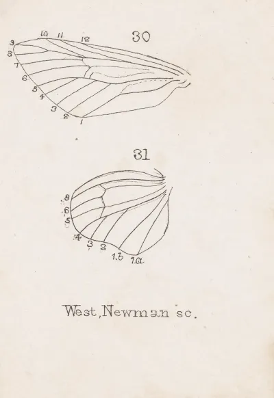 Entomology Watercolour Pl 164