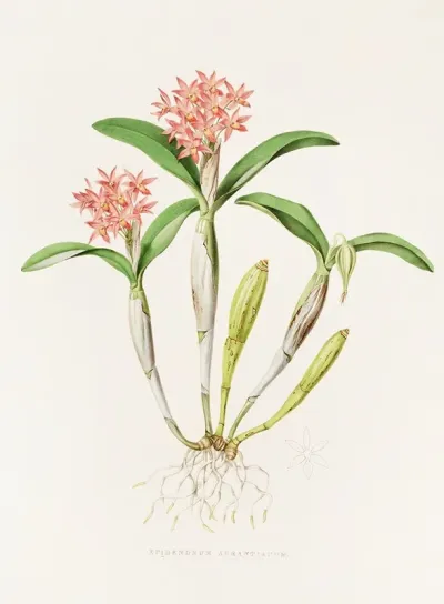 Epidendrum Aurantiacum