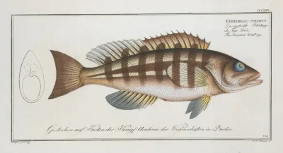 Epinephelus Striatus The Streaked Wall Eye